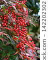 Nanten with red berries 142202302