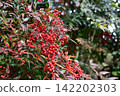 Nanten with red berries 142202303