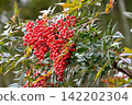 Nanten with red berries 142202304