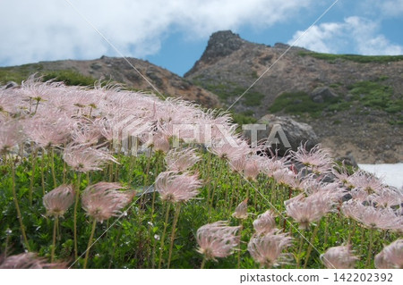 The fruit clusters of the Chinglema plant spread across the high mountains where snow still remains. The fruit clusters of the Chinglema plant spread across the high mountains where snow still remains. 142202392