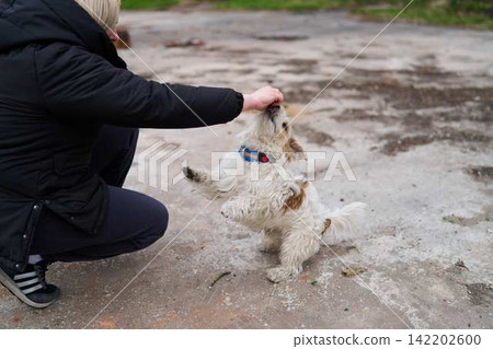 Owner engaging with lively terrier during casual outdoor session 142202600