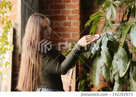 Cozy indoor environment with woman tending to tall houseplant near window Cozy indoor environment with woman tending to tall houseplant near window 142202673