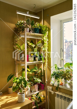 Carefully arranged plants under morning sunlight precise placement 142202685