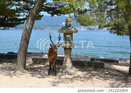 廣島宮島的鹿 廣島宮島的鹿 142202804