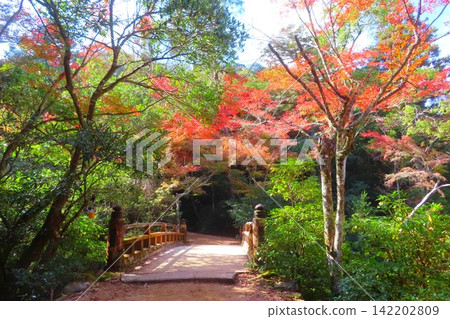 【廣島縣】日本三大名勝之一的宮島紅葉谷公園 【廣島縣】日本三大名勝之一的宮島紅葉谷公園 142202809