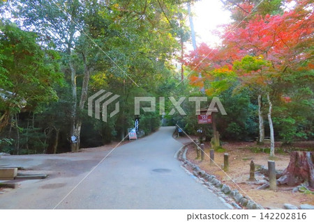 【廣島縣】日本三大名勝之一的宮島紅葉谷公園 【廣島縣】日本三大名勝之一的宮島紅葉谷公園 142202816