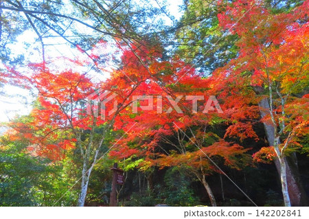[Hiroshima Prefecture] Momijidani Park in Miyajima, one of the three most scenic spots in Japan, Aki 142202841