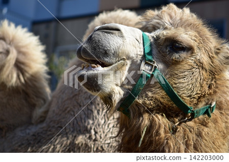 The unique expression of a two-humped camel with its mouth open. The unique expression of a two-humped camel with its mouth open. 142203000