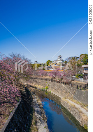 靜岡縣掛川市掛川城附近坂川河畔盛開的櫻花景色 靜岡縣掛川市掛川城附近坂川河畔盛開的櫻花景色 142203002