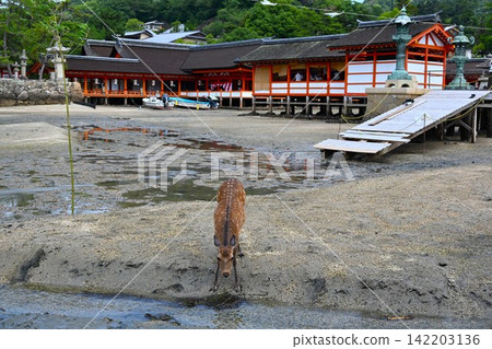 廣島宮島的鹿 廣島宮島的鹿 142203136