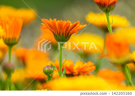 Spring-colored marigolds Spring-colored marigolds 142203160