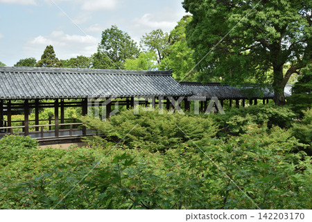 Tofuku-ji Temple in spring: Tsutenkyo Bridge covered in greenery (Higashiyama Ward, Kyoto City) Tofuku-ji Temple in spring: Tsutenkyo Bridge covered in greenery (Higashiyama Ward, Kyoto City) 142203170