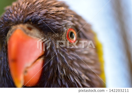 A close-up of a parakeet with a red beak and round eyes. A close-up of a parakeet with a red beak and round eyes. 142203211