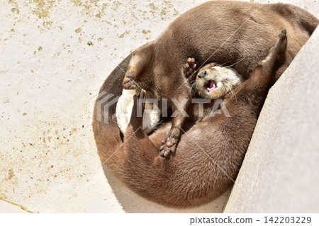 A small-clawed otter yawning while lying on its back A small-clawed otter yawning while lying on its back 142203229