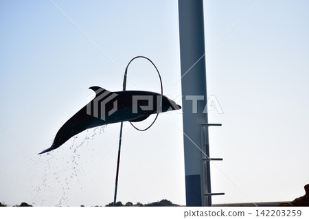 海豚躍過圓環(剪影) 海豚躍過圓環(剪影) 142203259