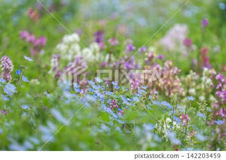 Linaria that add color to spring Linaria that add color to spring 142203459