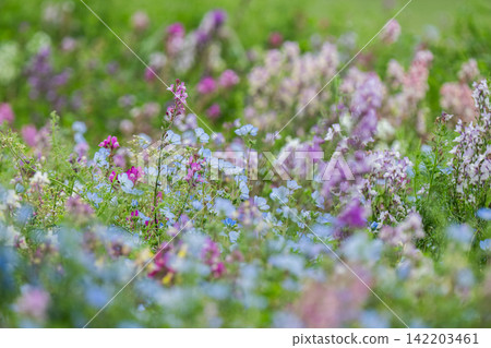Linaria that add color to spring Linaria that add color to spring 142203461