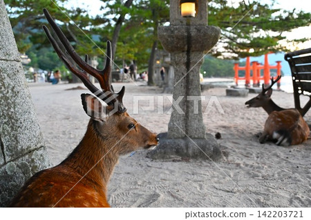 Itsukushima Shrine's Great Torii Gate and deer, Hiroshima Itsukushima Shrine's Great Torii Gate and deer, Hiroshima 142203721