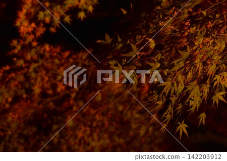 燈光下的楓葉特寫(京都夜晚的秋葉) 燈光下的楓葉特寫(京都夜晚的秋葉) 142203912