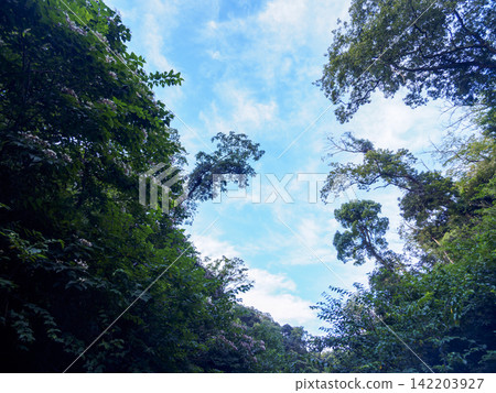 Summer in Koajiro Forest Summer in Koajiro Forest 142203927