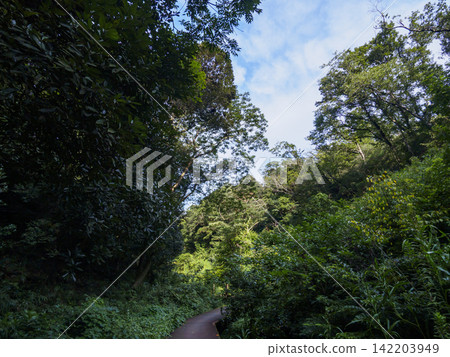 Summer in Koajiro Forest 142203949