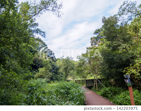 Summer in Koajiro Forest 142203975