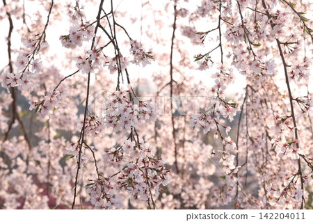 Fluffy cherry tree Fluffy cherry tree 142204011