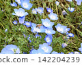 一隻蜜蜂停在春花盛開的田野裡的一朵粉蝶花上。 142204239