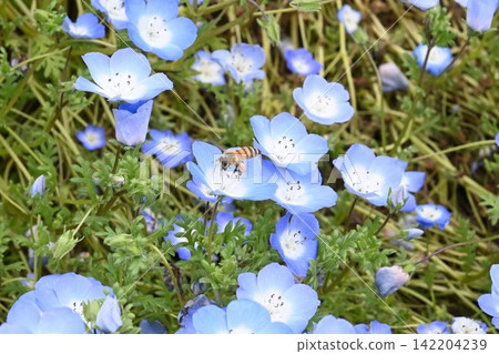 A bee perched on a nemophila flower in a spring flower field. A bee perched on a nemophila flower in a spring flower field. 142204239