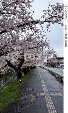 Pink Sakura Trees Reflected in Calm Castle Moat Water Pink Sakura Trees Reflected in Calm Castle Moat Water 142204419
