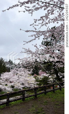 Pink Sakura Trees Surrounding a Calm Pond in Northern Japan Pink Sakura Trees Surrounding a Calm Pond in Northern Japan 142204507