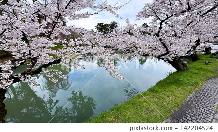 Delicate Sakura Branches Blooming in Hirosaki Castle Park Delicate Sakura Branches Blooming in Hirosaki Castle Park 142204524