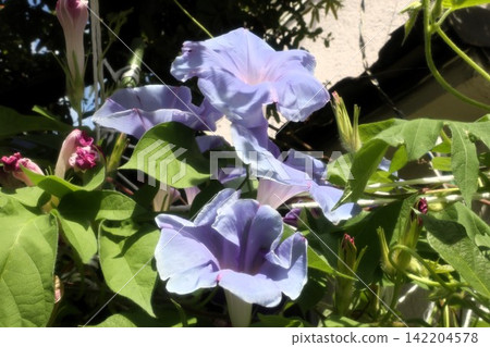 夏日庭園花卉「牽牛花」 牽牛花：花壇花卉：牽牛花大廈 142204578