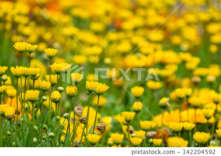 一片染成黃色的多莖花卉田 一片染成黃色的多莖花卉田 142204592