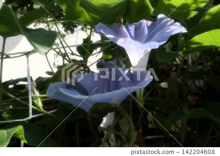 Summer garden flower "Morning glory" Morning glory: Flower bed flowers: Morning glory mansion Summer garden flower "Morning glory" Morning glory: Flower bed flowers: Morning glory mansion 142204608