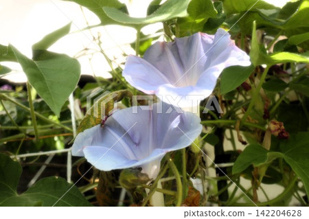Summer garden flower "Morning glory" Morning glory: Flower bed flowers: Morning glory mansion Summer garden flower "Morning glory" Morning glory: Flower bed flowers: Morning glory mansion 142204628
