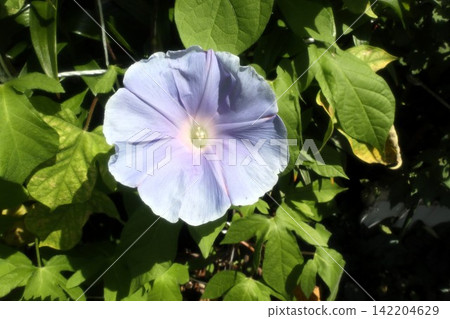 Summer garden flower "Morning glory" Morning glory: Flower bed flowers: Morning glory mansion Summer garden flower "Morning glory" Morning glory: Flower bed flowers: Morning glory mansion 142204629