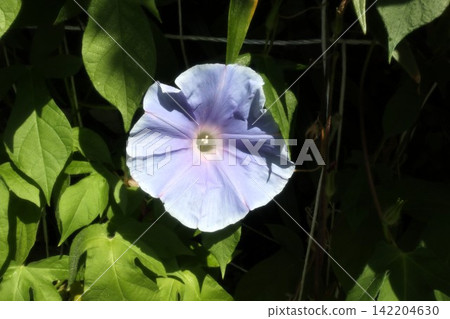 Summer garden flower "Morning glory" Morning glory: Flower bed flowers: Morning glory mansion Summer garden flower "Morning glory" Morning glory: Flower bed flowers: Morning glory mansion 142204630