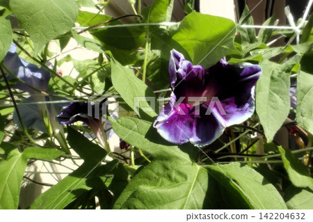 Summer garden flower "Morning glory" Morning glory: Flower bed flowers: Morning glory mansion Summer garden flower "Morning glory" Morning glory: Flower bed flowers: Morning glory mansion 142204632