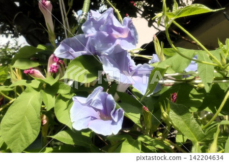 Summer garden flower "Morning glory" Morning glory: Flower bed flowers: Morning glory mansion Summer garden flower "Morning glory" Morning glory: Flower bed flowers: Morning glory mansion 142204634