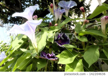 Summer garden flower "Morning glory" Morning glory: Flower bed flowers: Morning glory mansion Summer garden flower "Morning glory" Morning glory: Flower bed flowers: Morning glory mansion 142204636
