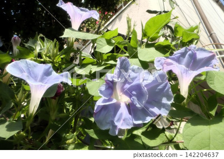 Summer garden flower "Morning glory" Morning glory: Flower bed flowers: Morning glory mansion Summer garden flower "Morning glory" Morning glory: Flower bed flowers: Morning glory mansion 142204637