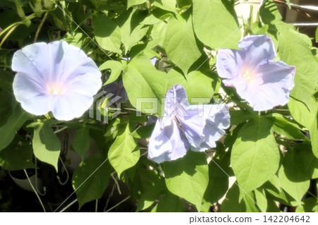 Summer garden flower "Morning glory" Morning glory: Flower bed flowers: Morning glory mansion Summer garden flower "Morning glory" Morning glory: Flower bed flowers: Morning glory mansion 142204642