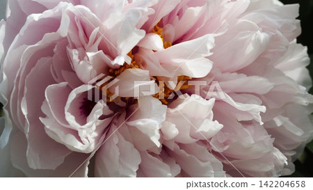 Peonies blooming at the site of Kuroda Josui's residence at Fukuoka Castle ruins. Peonies blooming at the site of Kuroda Josui's residence at Fukuoka Castle ruins. 142204658