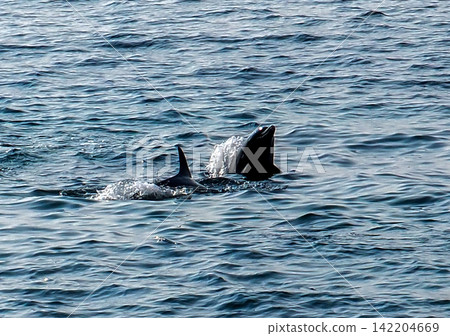 A landscape with bottlenose dolphins A landscape with bottlenose dolphins 142204669