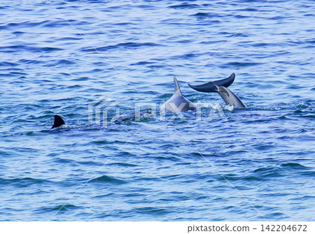A landscape with bottlenose dolphins A landscape with bottlenose dolphins 142204672