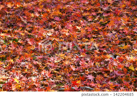 Kyoto, Tofuku-ji Temple: Beautiful autumn leaves scattered around (Higashiyama Ward, Kyoto City, Kyoto Prefecture) Kyoto, Tofuku-ji Temple: Beautiful autumn leaves scattered around (Higashiyama Ward, Kyoto City, Kyoto Prefecture) 142204685