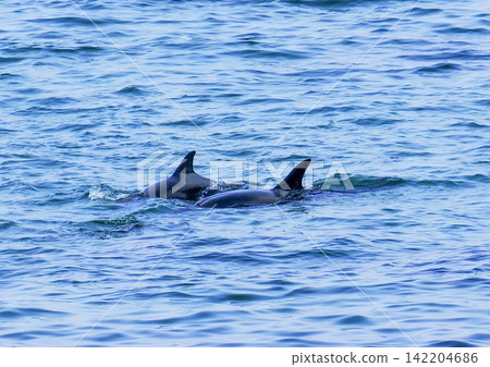A landscape with bottlenose dolphins A landscape with bottlenose dolphins 142204686