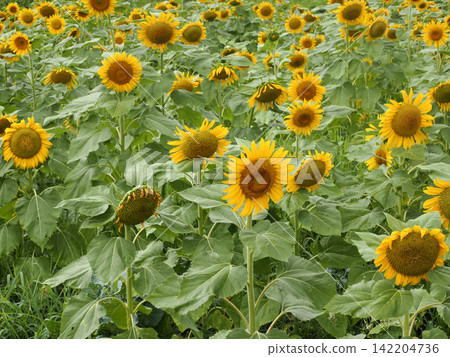 Midsummer Sunflower Midsummer Sunflower 142204736