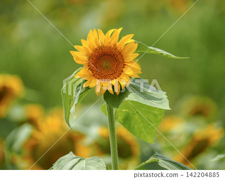 Midsummer Sunflower Midsummer Sunflower 142204885